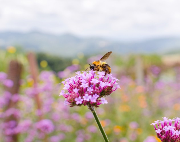 Een bij verzamelt nectar op een paarse bloem in een kleurige tuin met groene heuvels op de achtergrond.