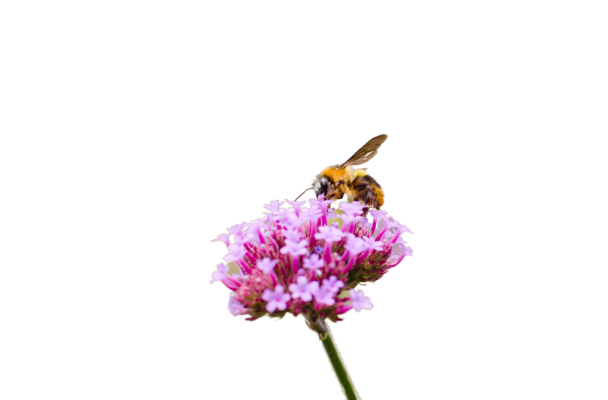 Honingbij op een paarse bloem, met focus op de interactie tussen de bij en de bloem.