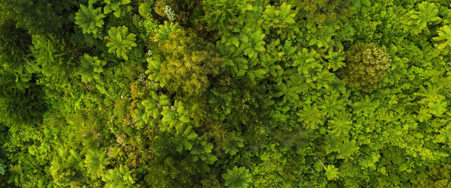 Luchtfoto van een weelderig groen bos met verschillende soorten bomen en planten.