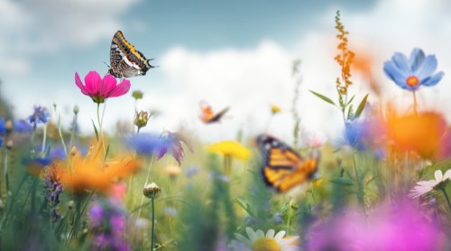 Een vlinder zit op een roze bloem, omringd door een kleurrijke bloemenweide met diverse bloemen en meer vlinders op de achtergrond.