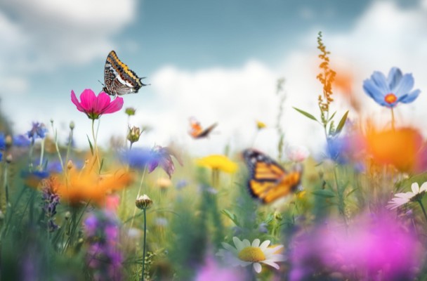 Een vlinder zit op een roze bloem, omringd door een kleurrijke bloemenweide met diverse bloemen en meer vlinders op de achtergrond.