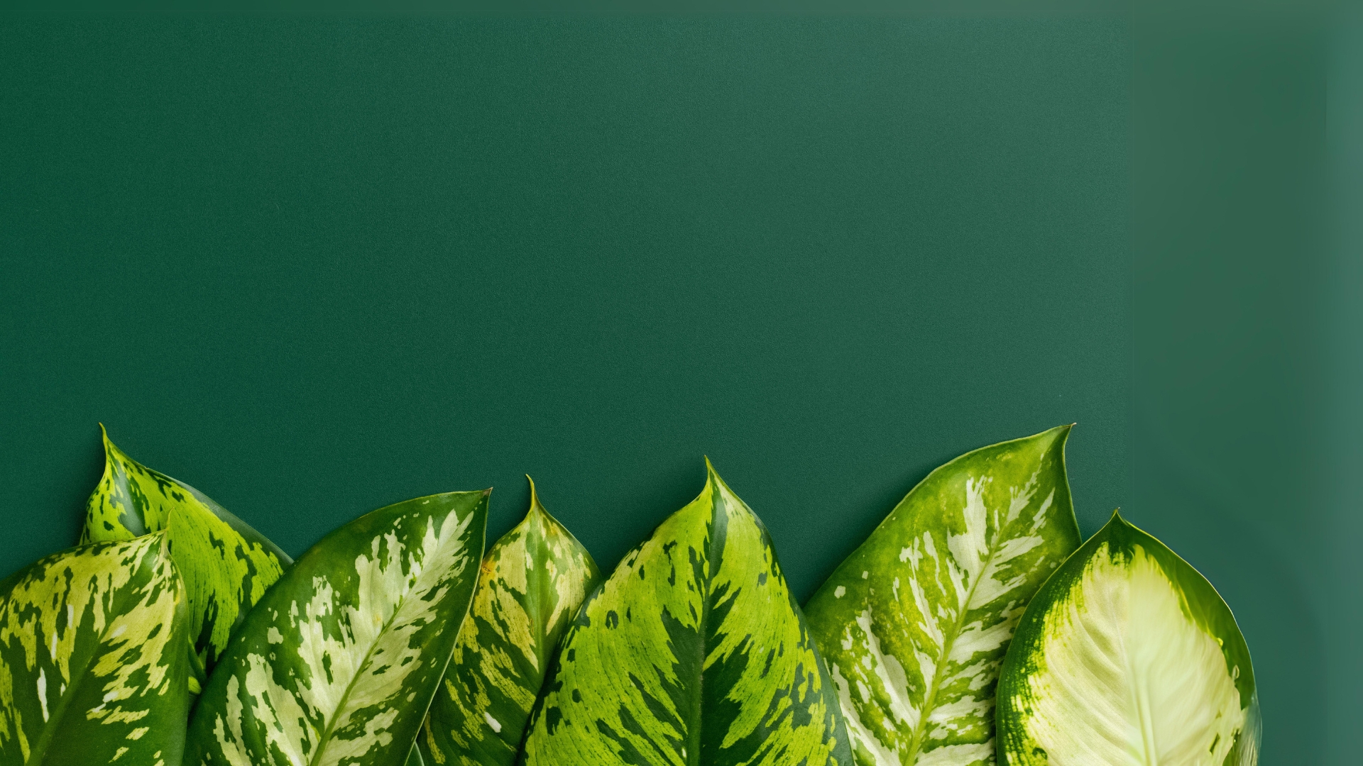 Groene bladeren met diverse patronen en tinten tegen een groene achtergrond.
