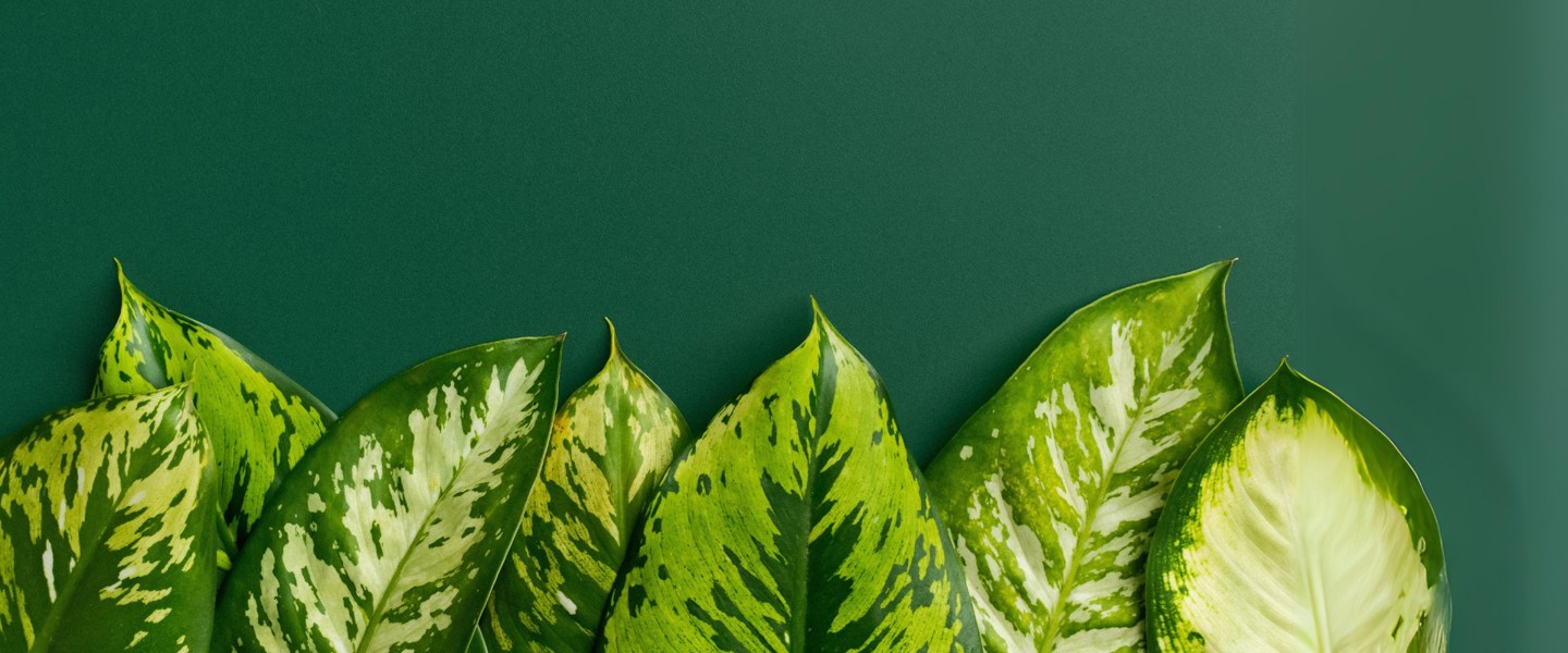 Groene bladeren met diverse patronen en tinten tegen een groene achtergrond.