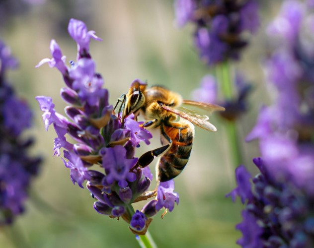 Bijen verzamelen nectar van lavendelbloemen, omringd door paarse bloemenstelen.